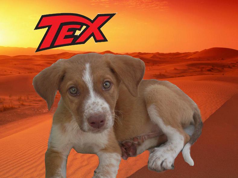Cachorro chamado Tex no ambiente de trabalho do computador da Alexandra